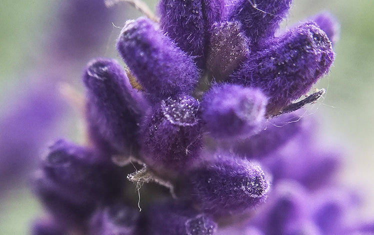 ALL ABOUT LAVENDER OIL & THE LAVENDER PLANT